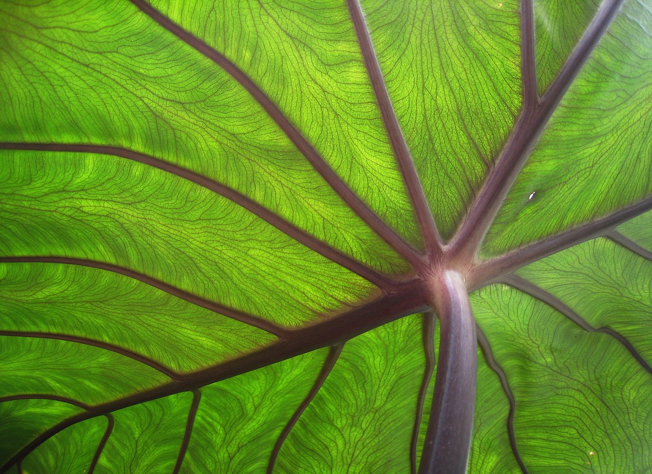 Colocasia esculenta