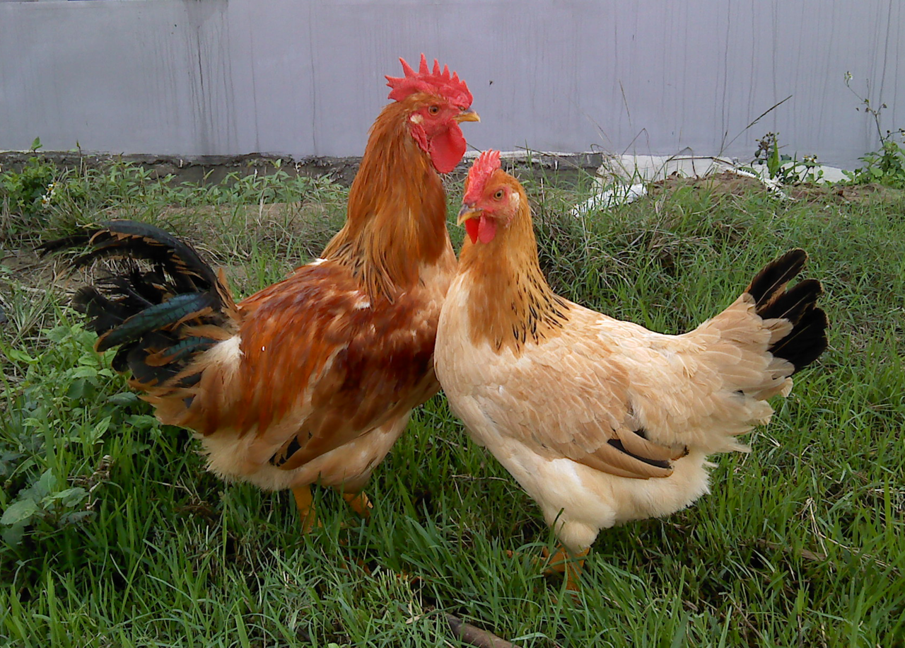 RSL chicken