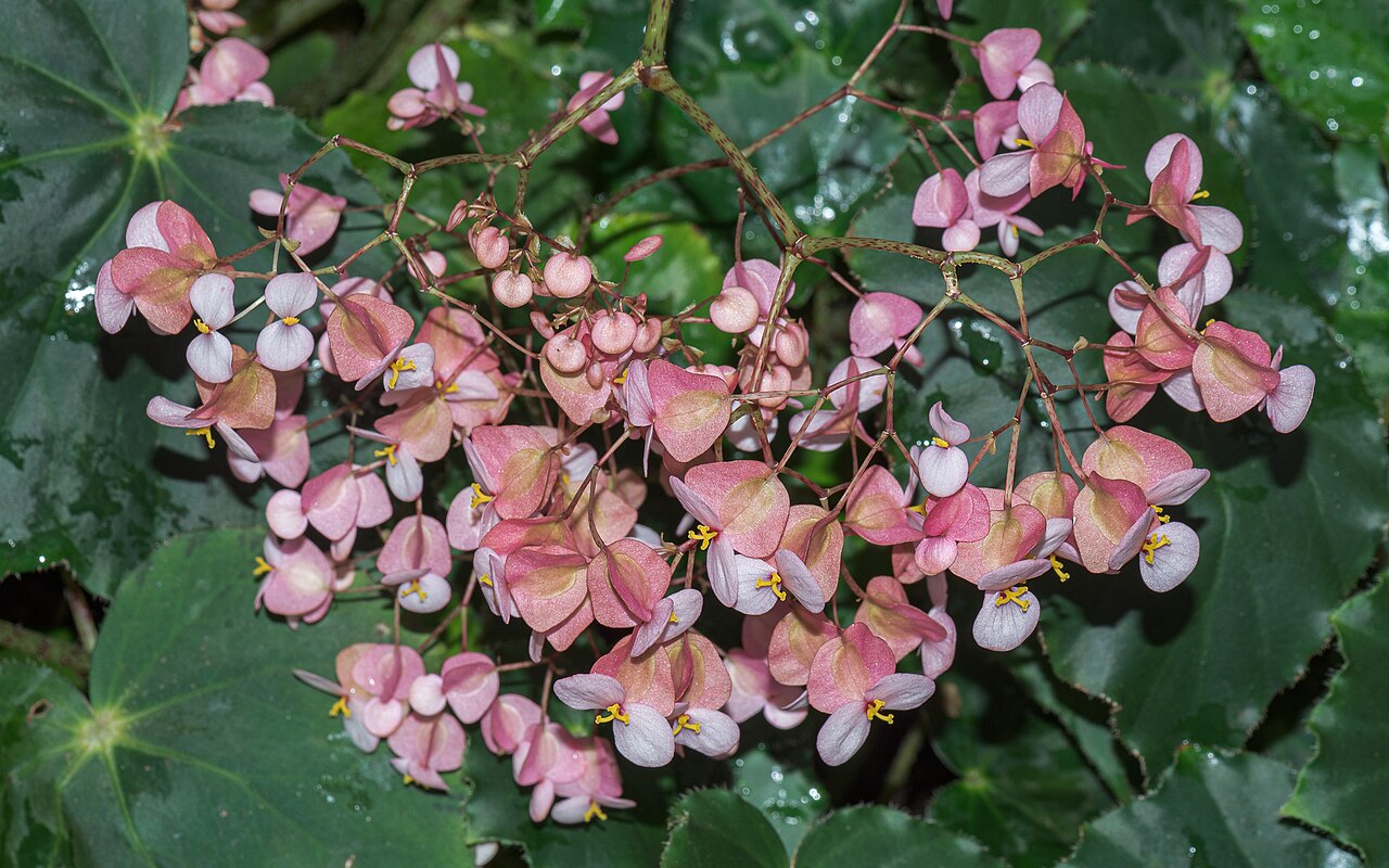 Begonia bowerae