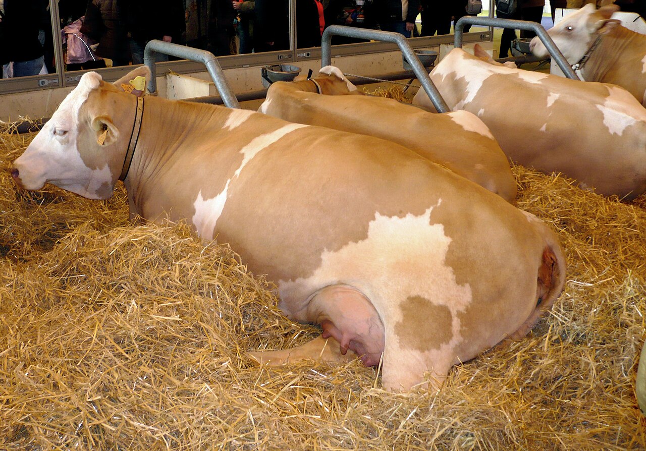 French Simmental