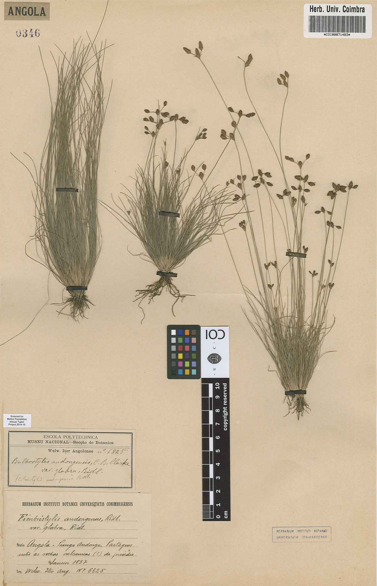 Bulbostylis andongensis