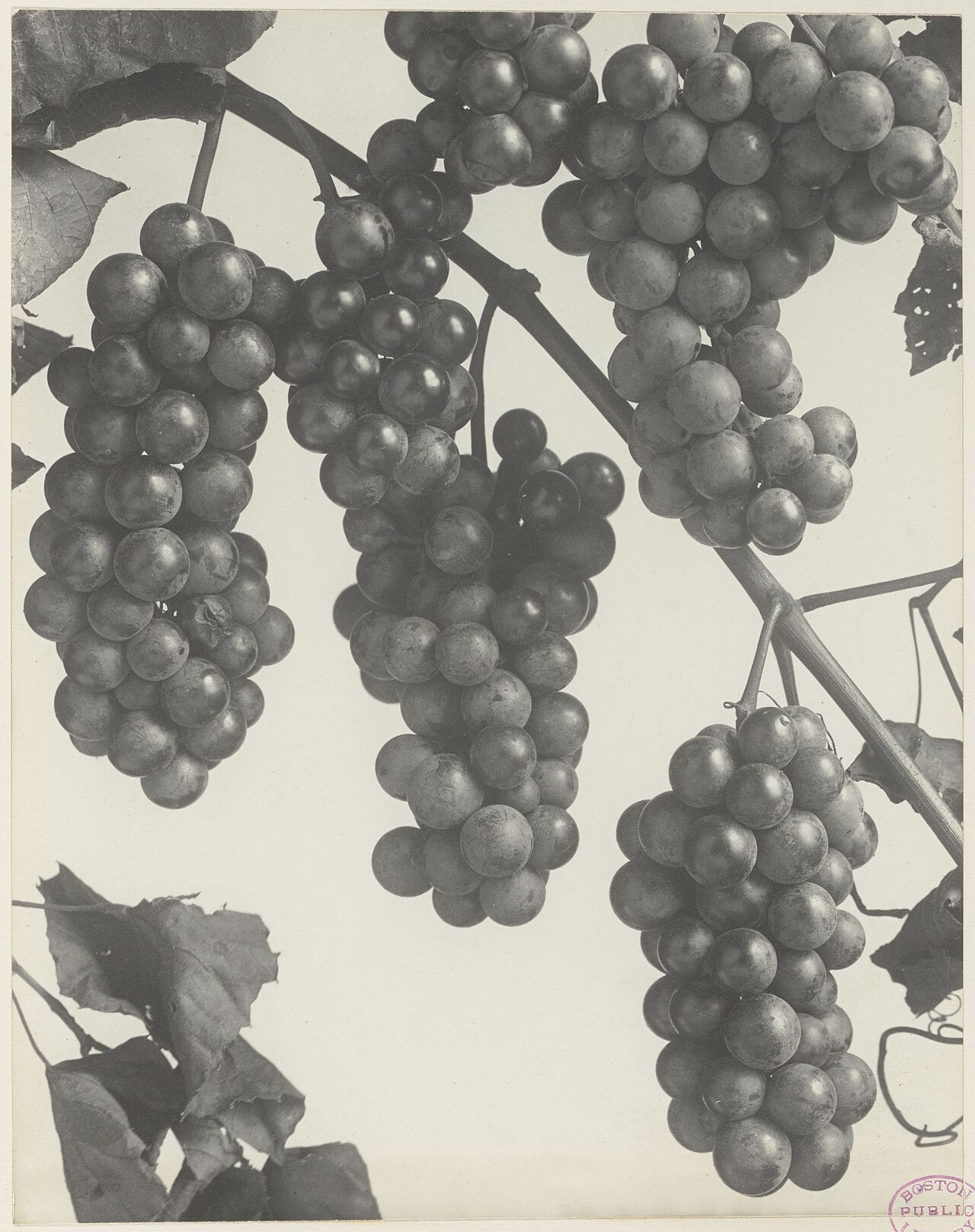 Vitis lincecumii