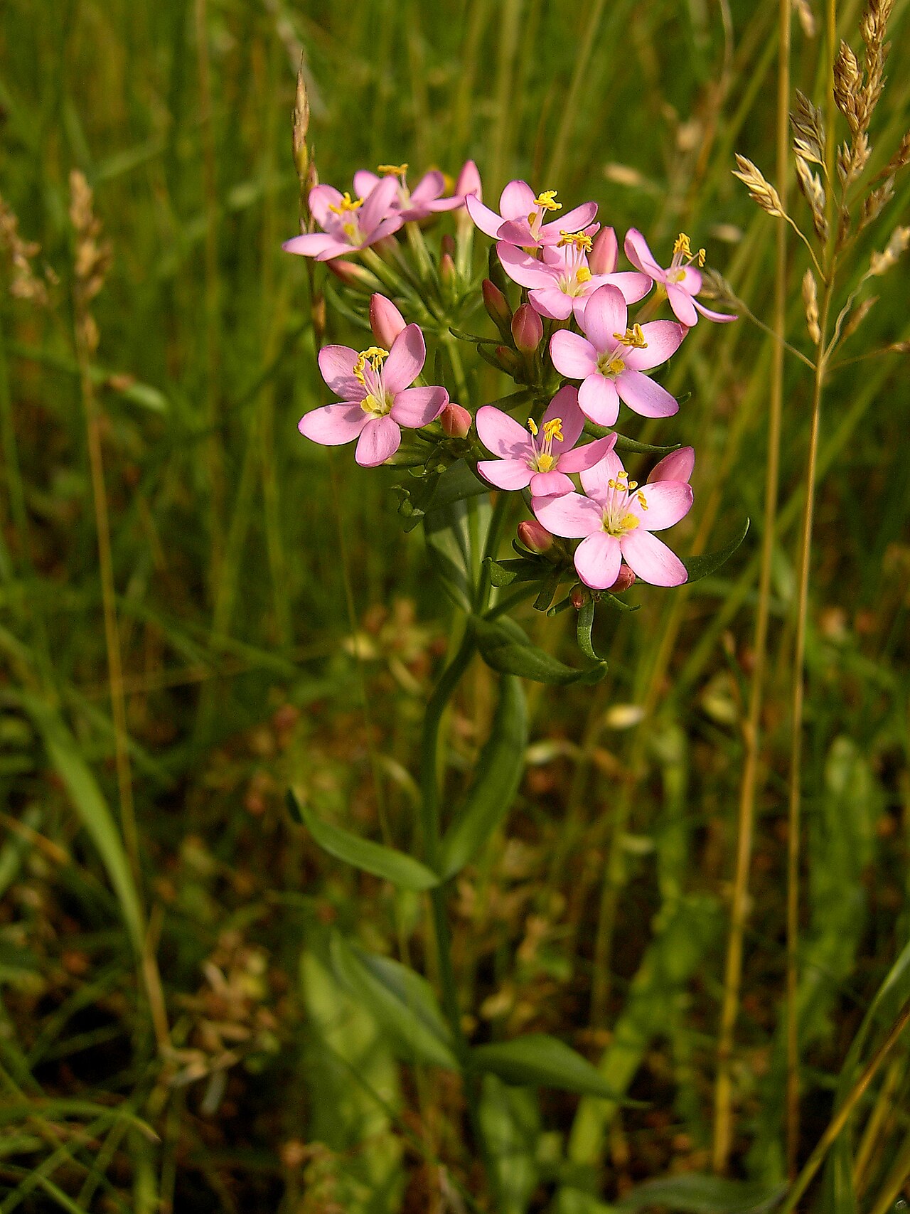 Centaurium erythraea