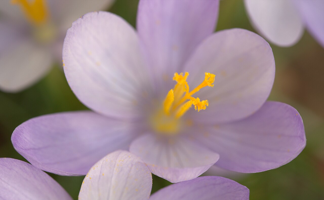 Crocus goulimyi