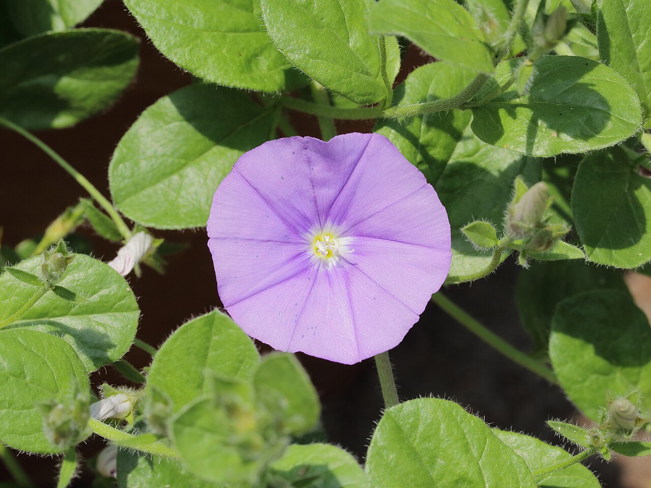Convolvulus sabatius