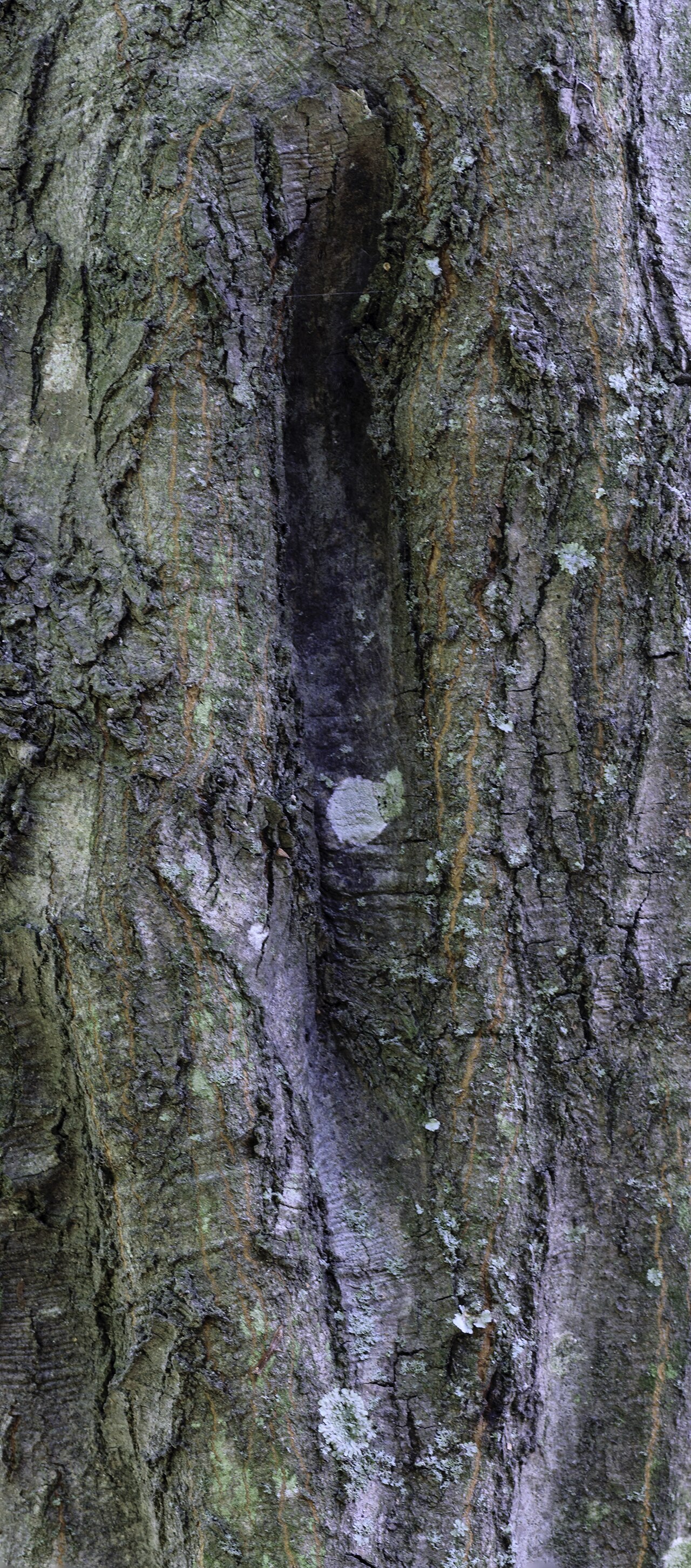 Carpinus caroliniana