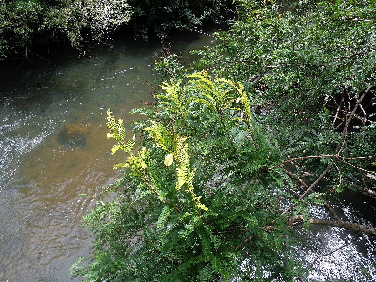 Machaerium aculeatum