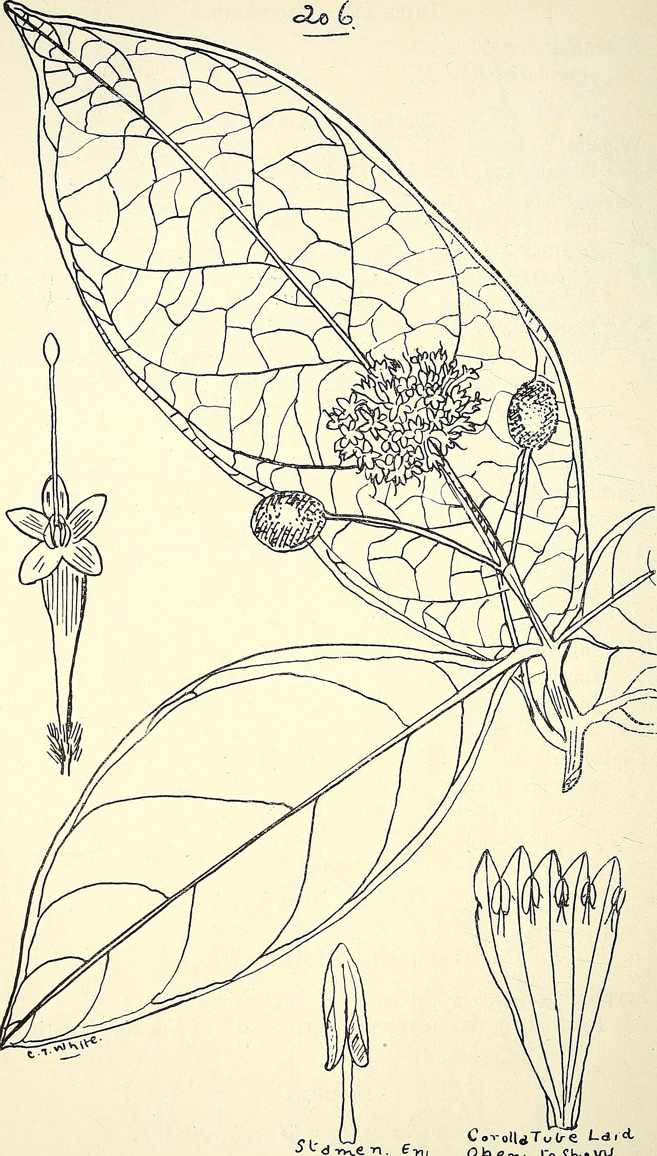 Guettarda ochreata