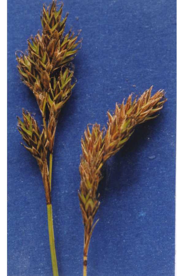 Carex praticola
