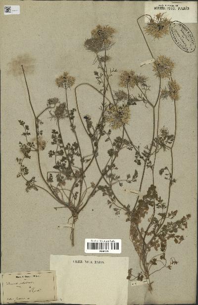 Daucus guttatus