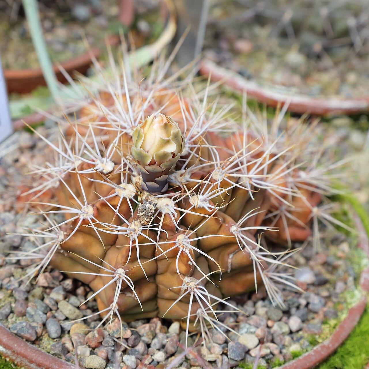 Gymnocalycium chiquitanum