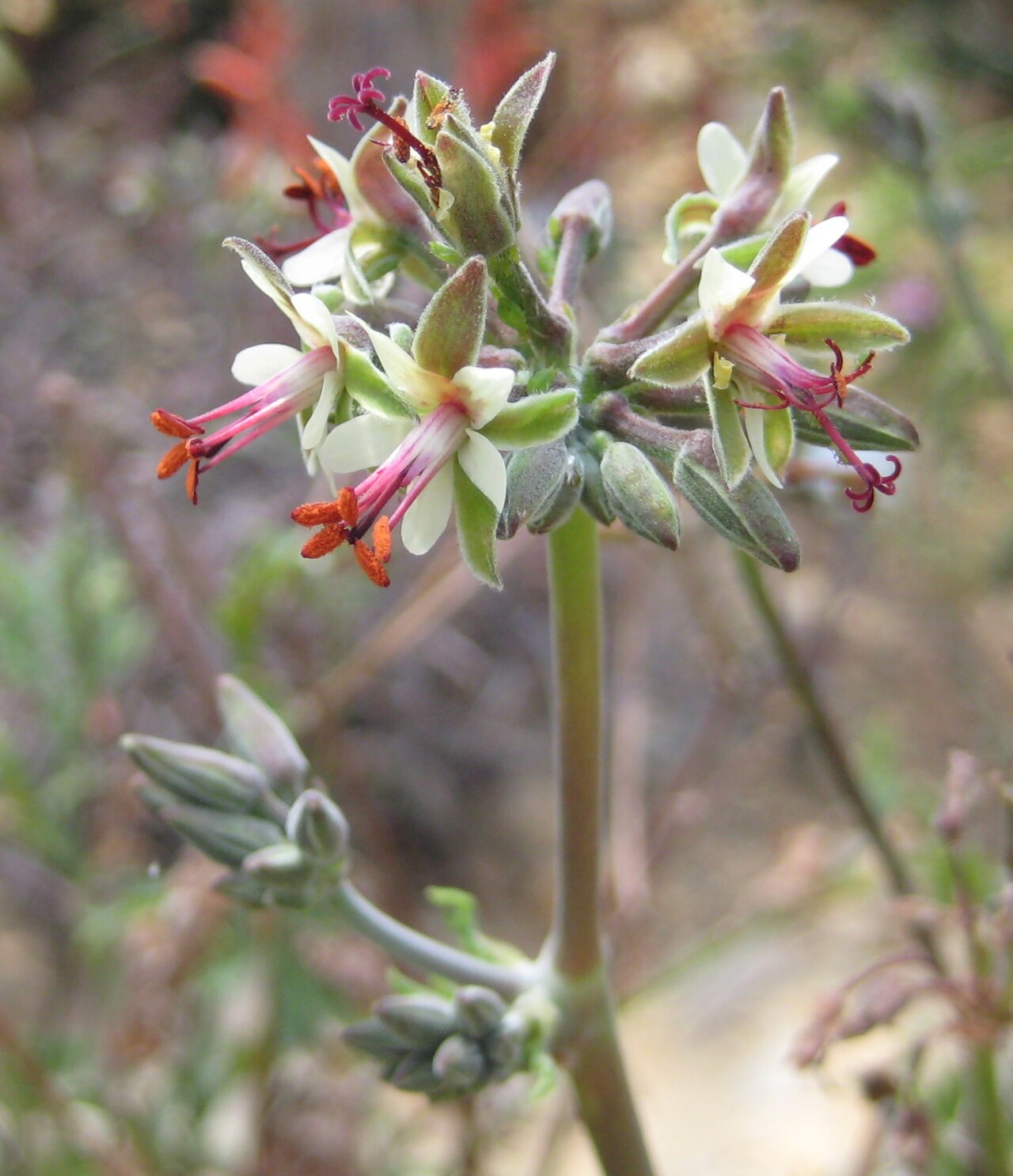 Pelargonium dasyphyllum