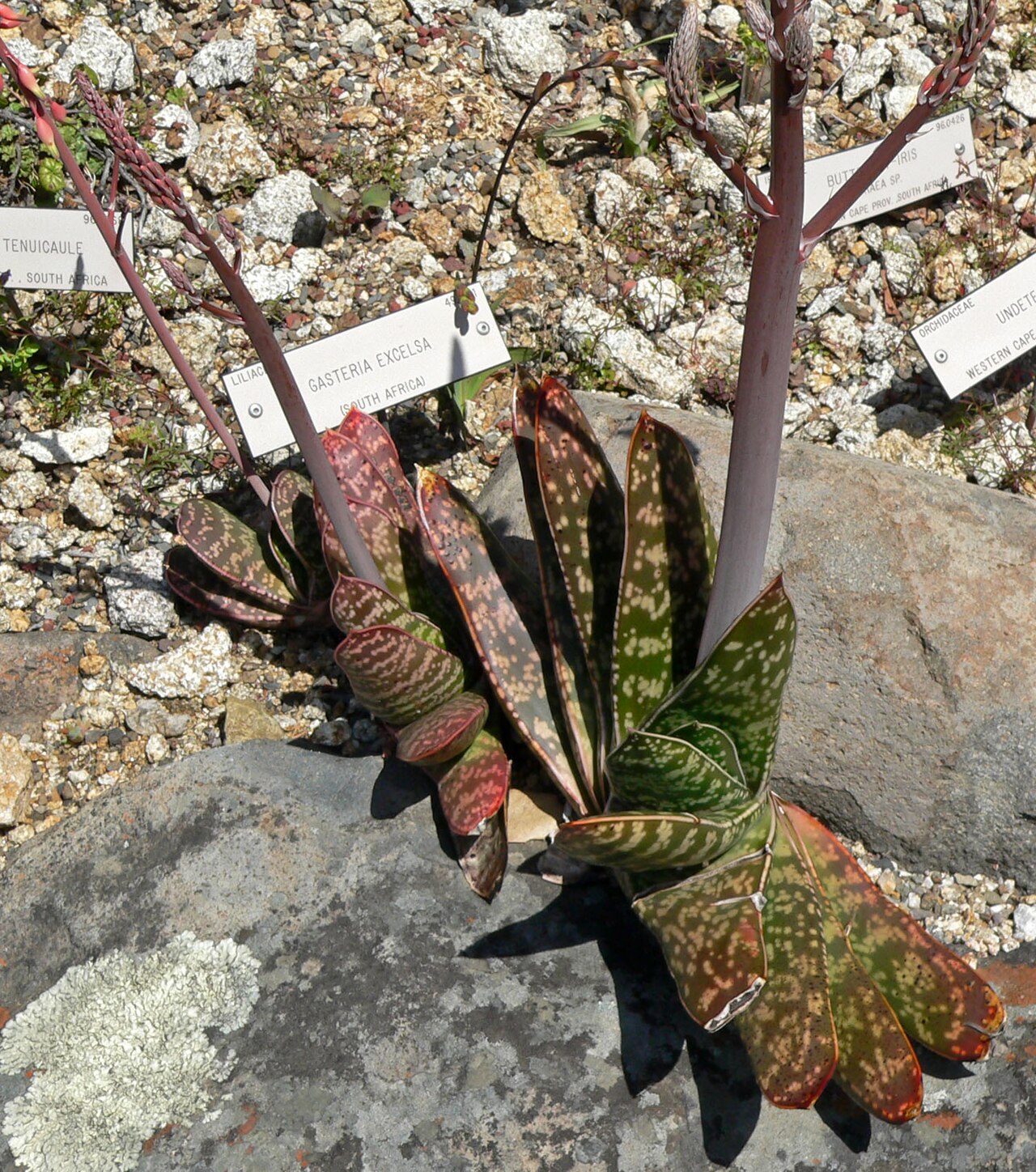 Gasteria excelsa