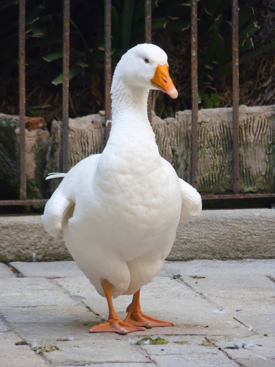 Emporda geese