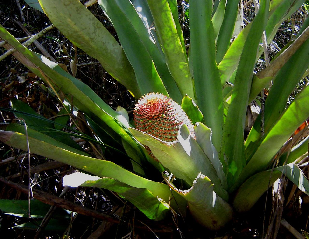 Aechmea multiflora