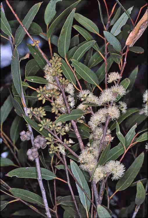 White stringybark
