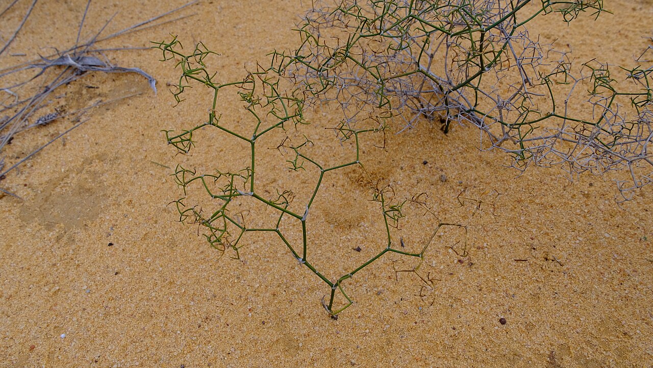 Corynotheca dichotoma