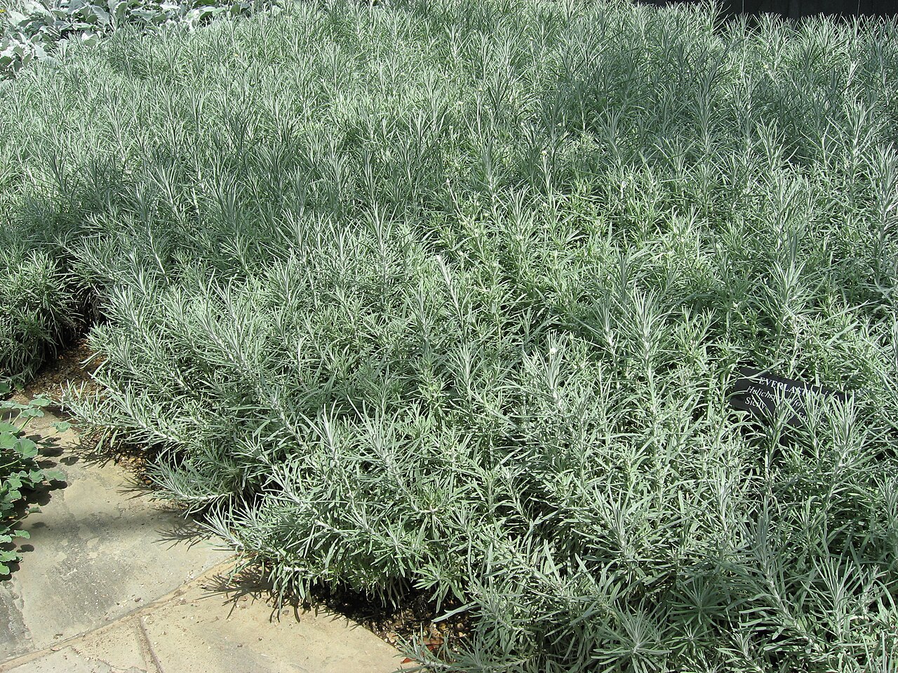 Helichrysum pendulum