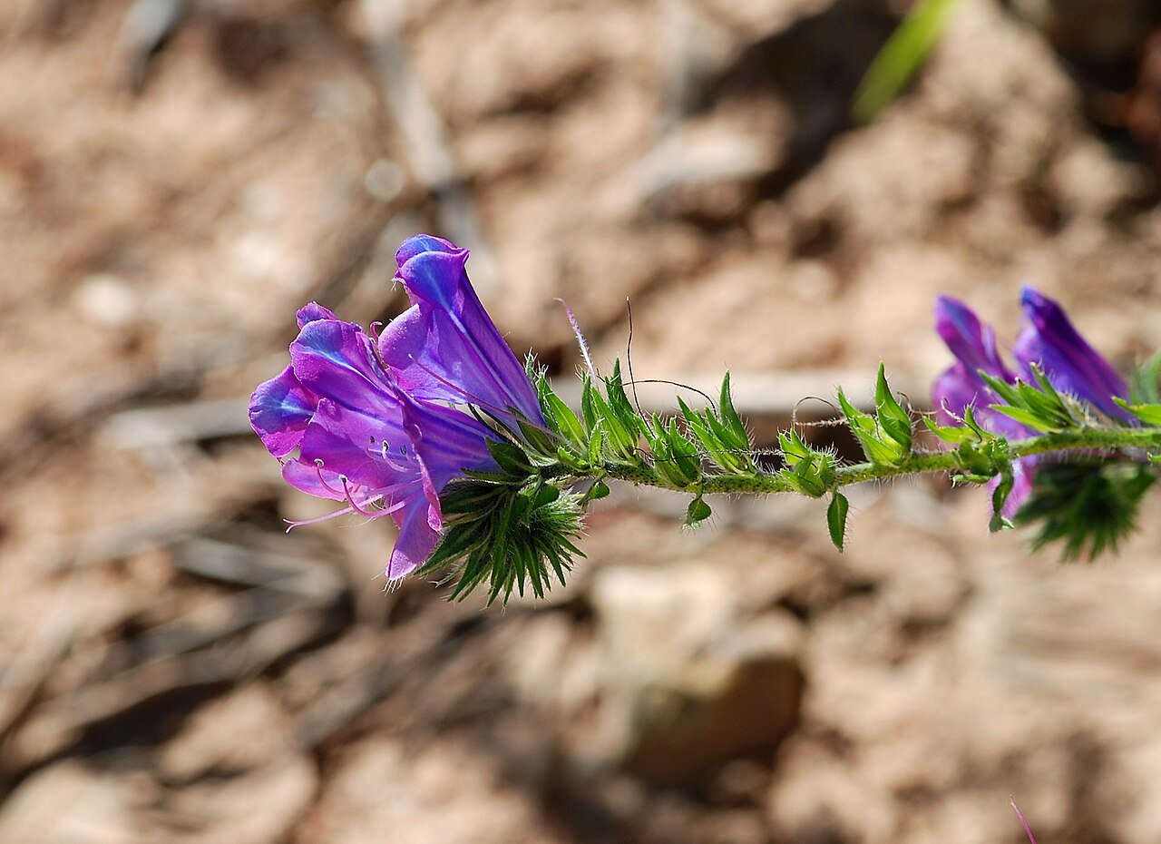 Echium plantagineum