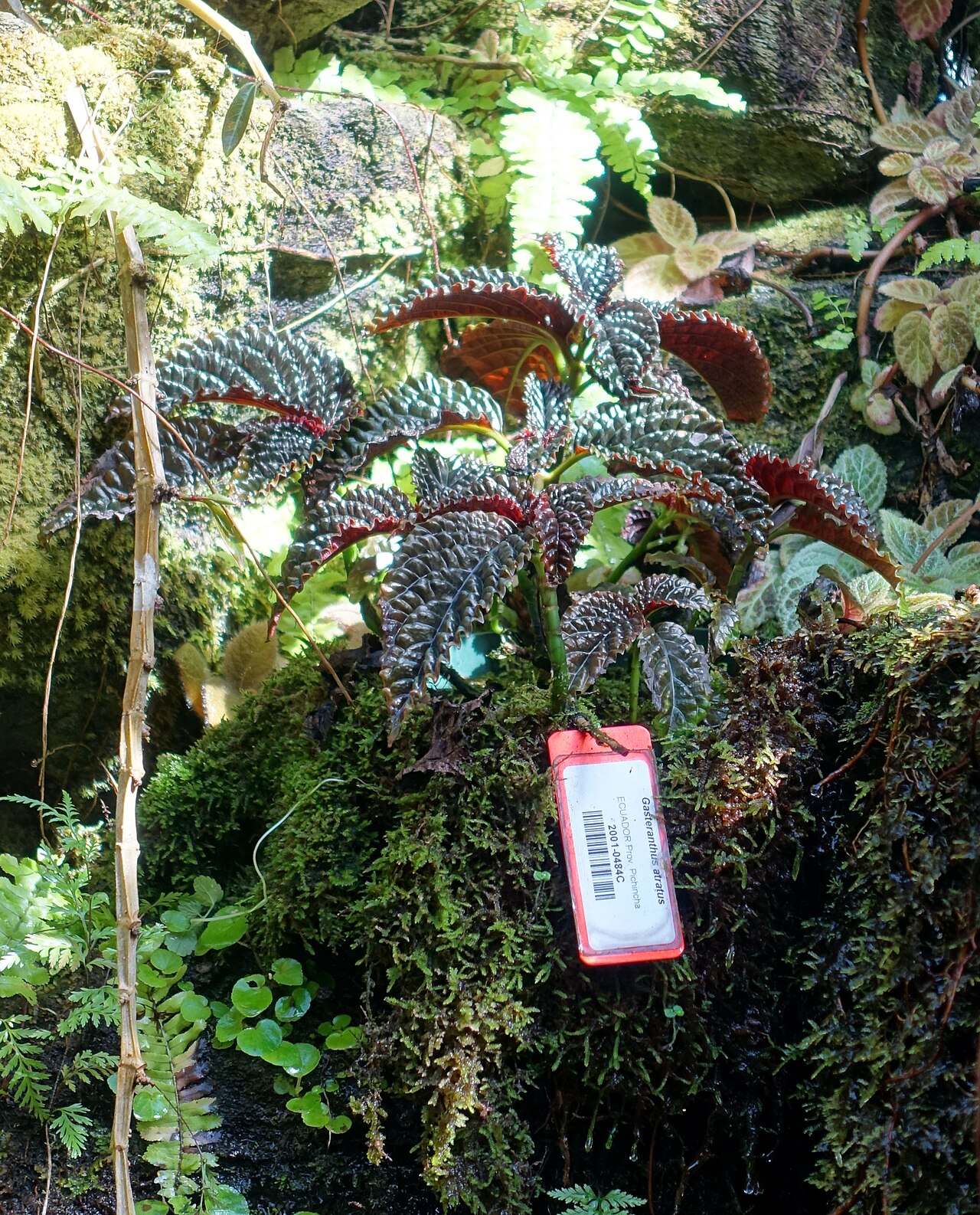 Gasteranthus atratus