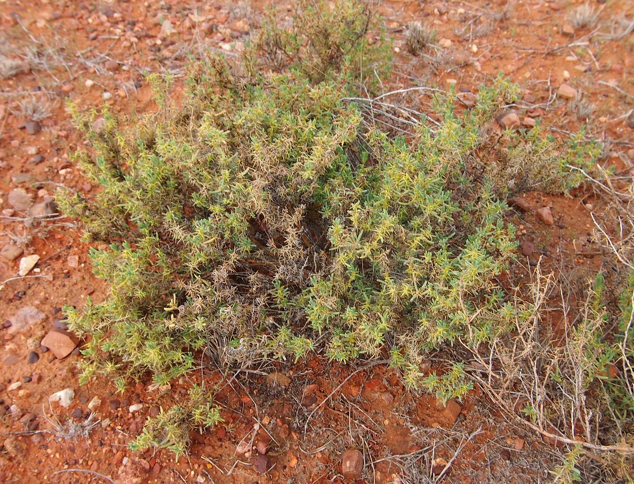 Sclerolaena cuneata