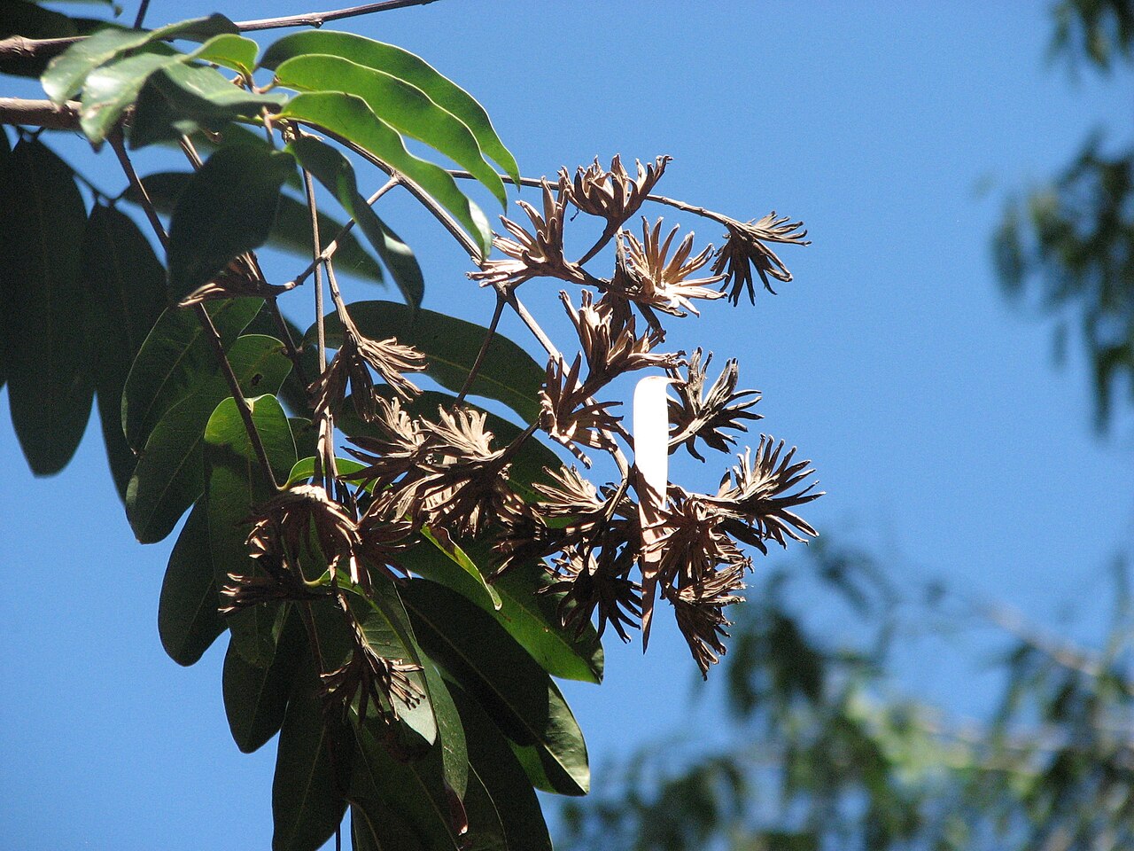 Blepharocarya involucrigera
