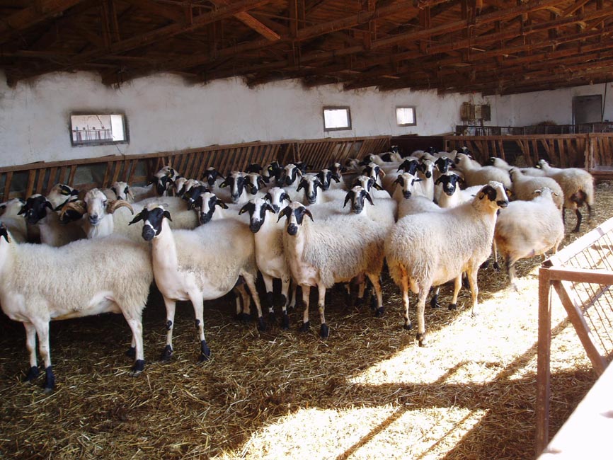 Chios sheep