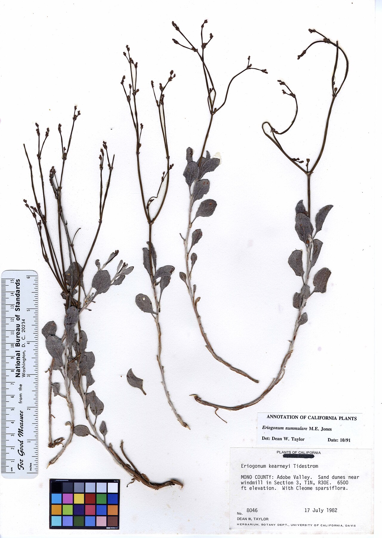 Eriogonum nummulare