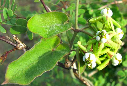 Funastrum lindenianum