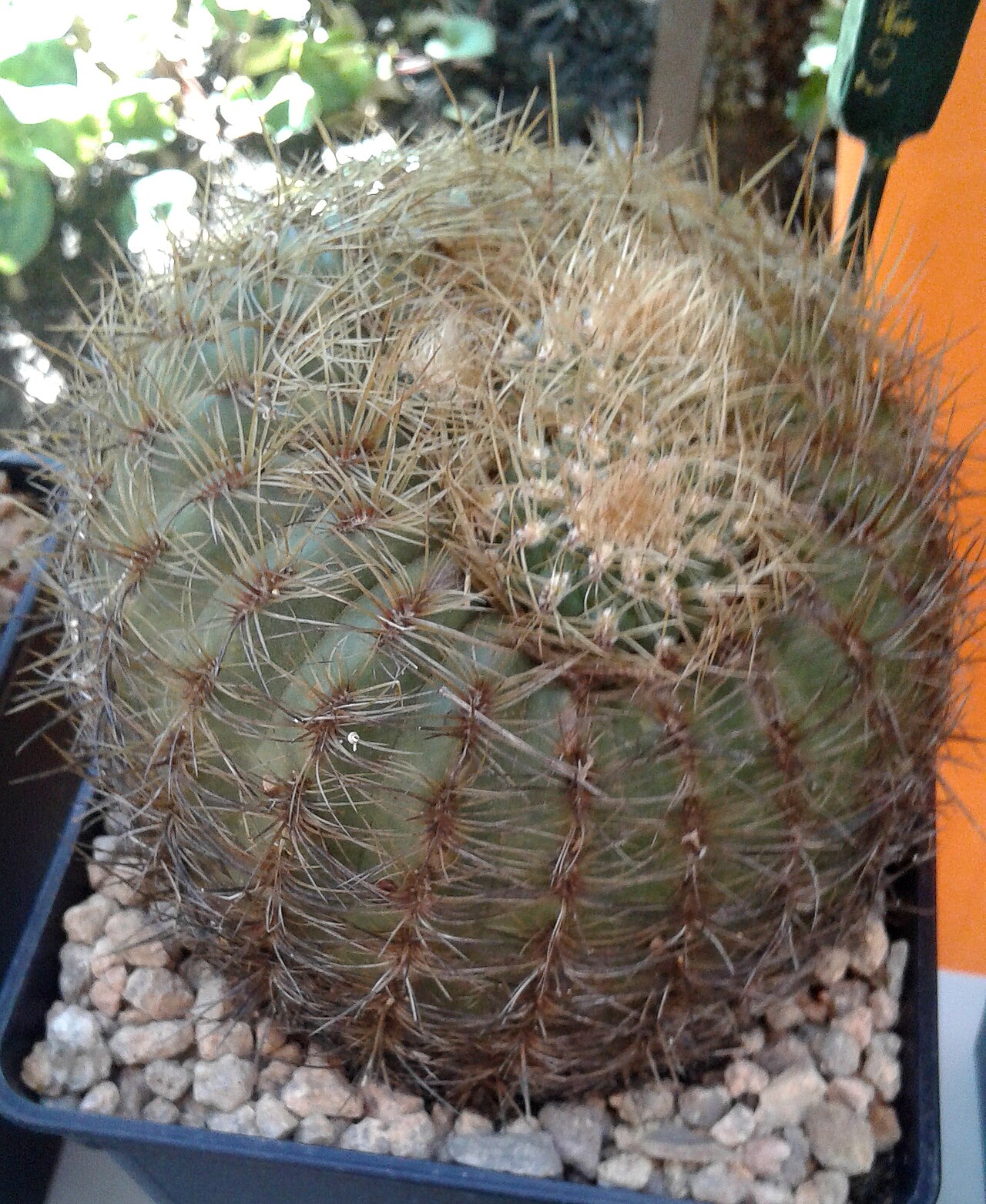 Coryphantha recurvata