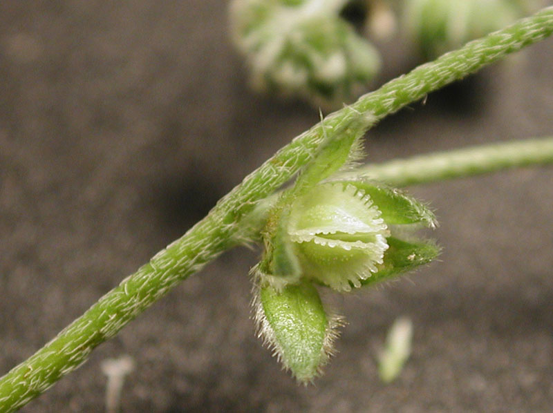 Cryptantha pterocarya