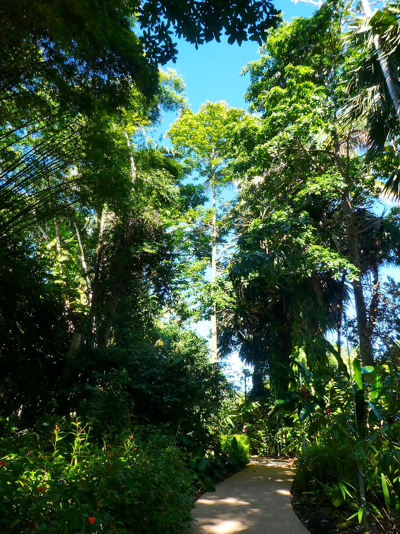 Brachychiton acerifolius