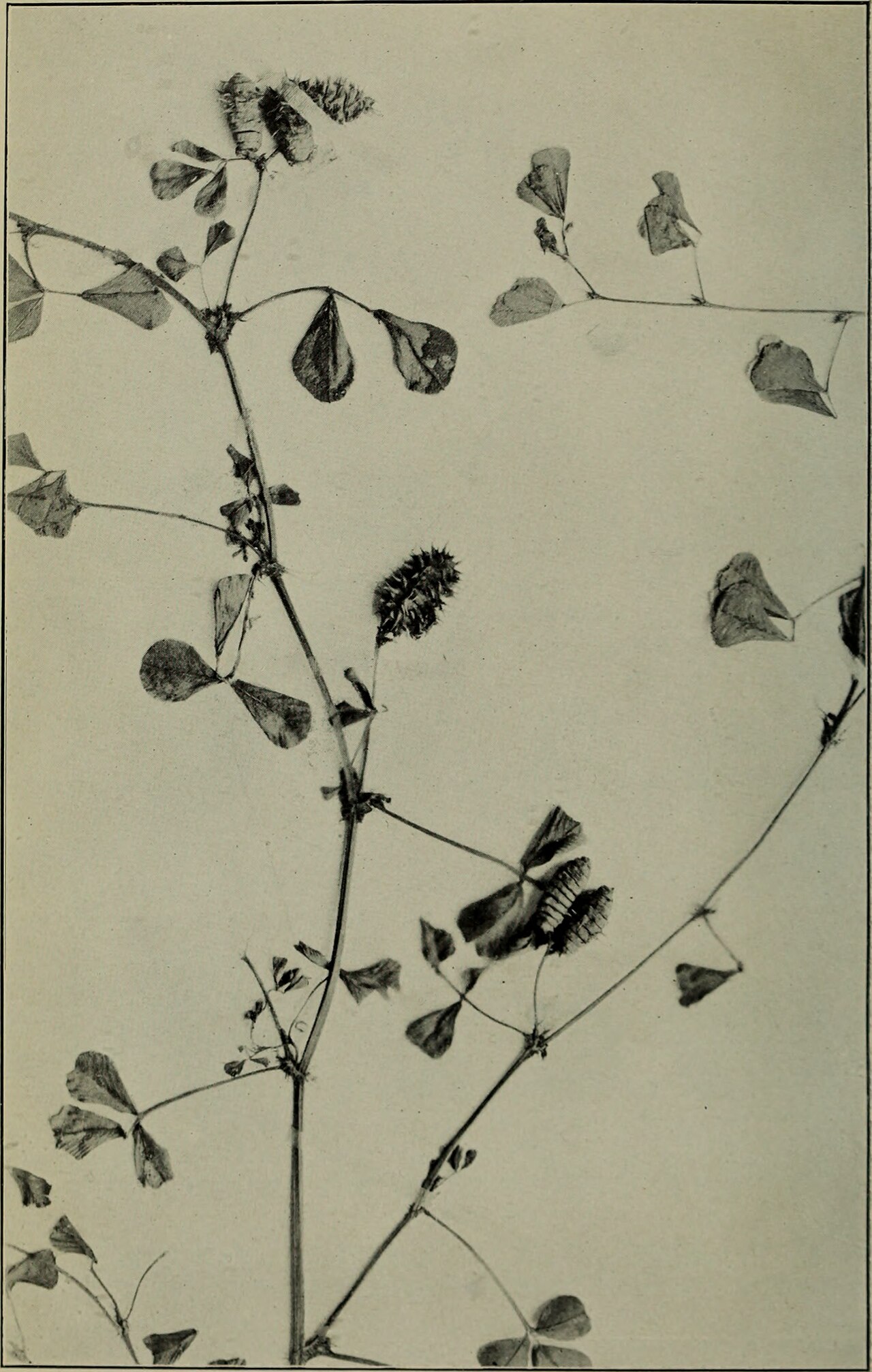 Medicago murex