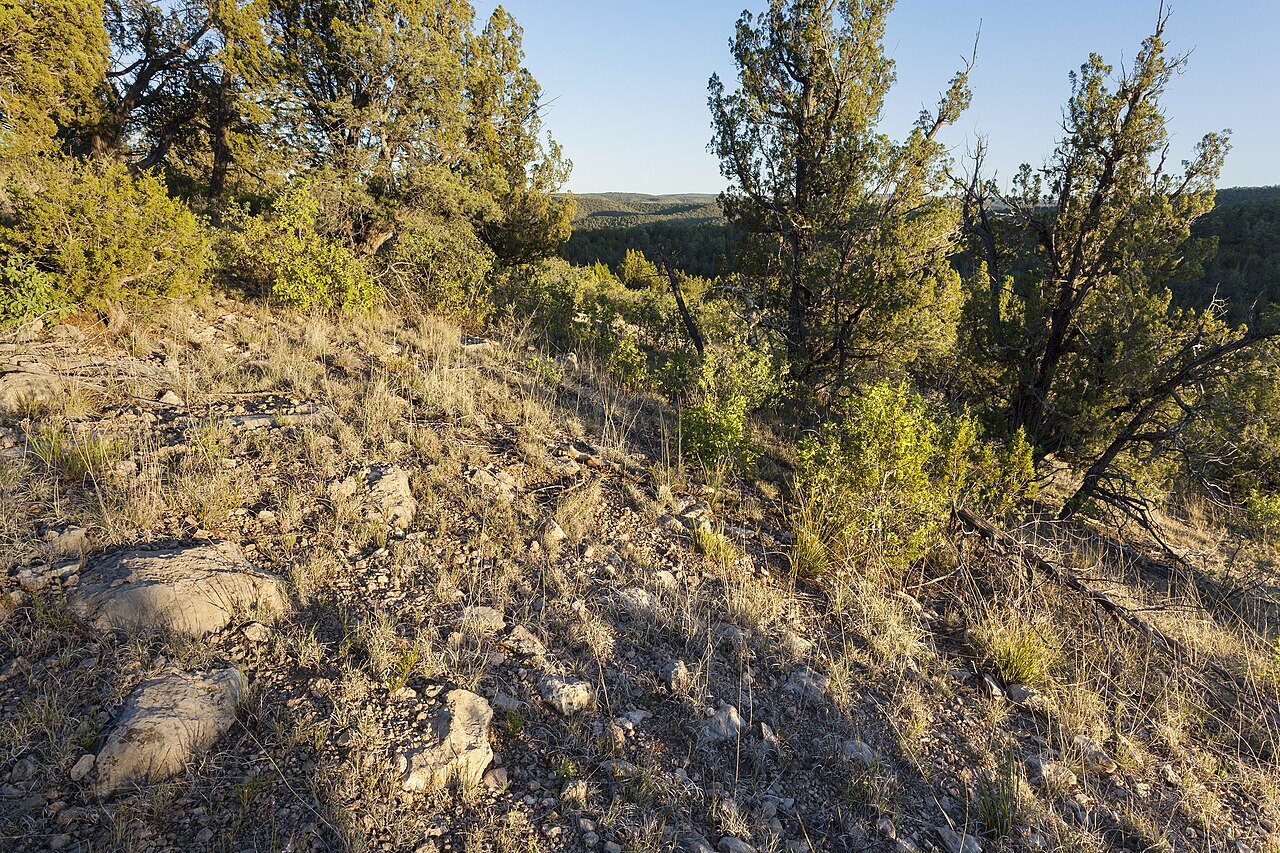 Physaria gracilis