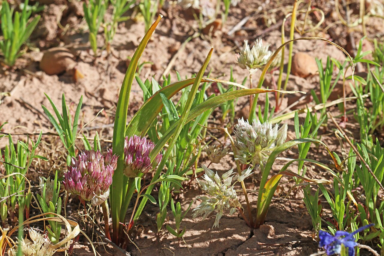 Allium brandegeei