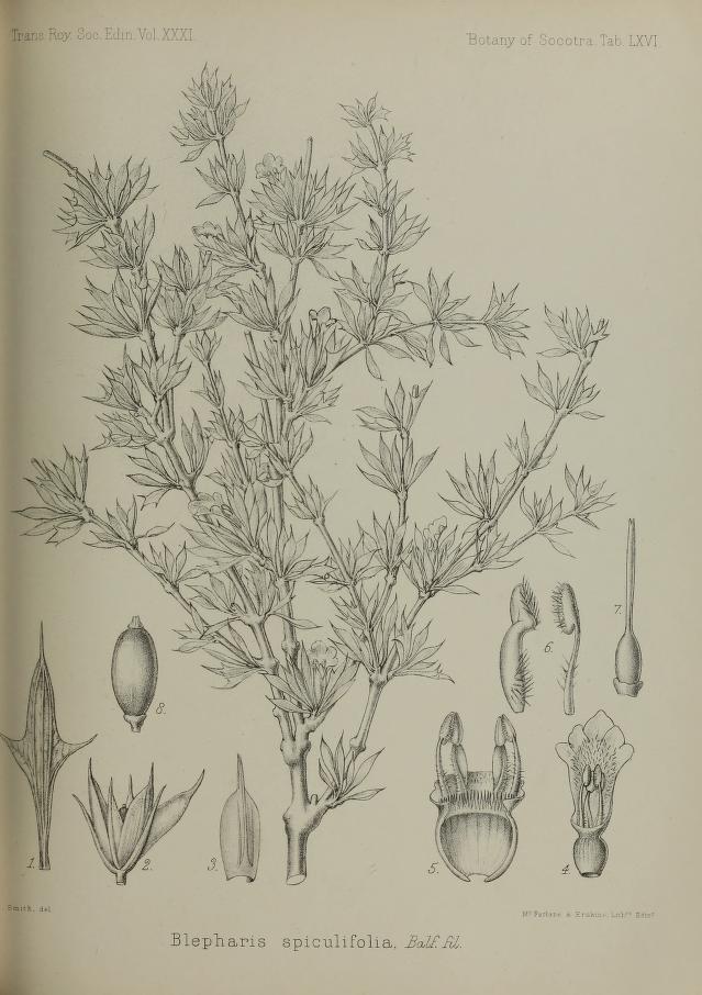 Blepharis spiculifolia