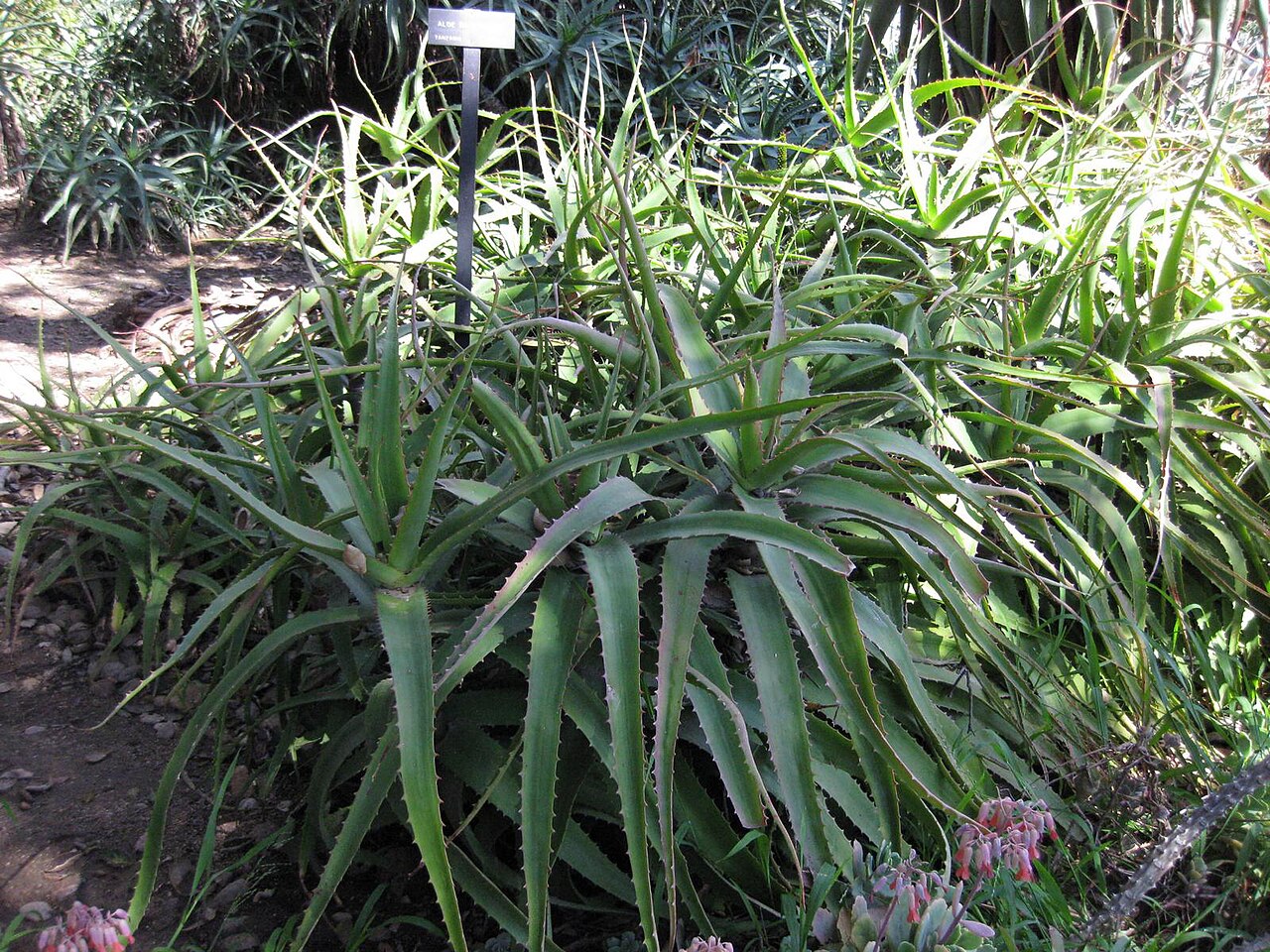 Aloe babatiensis