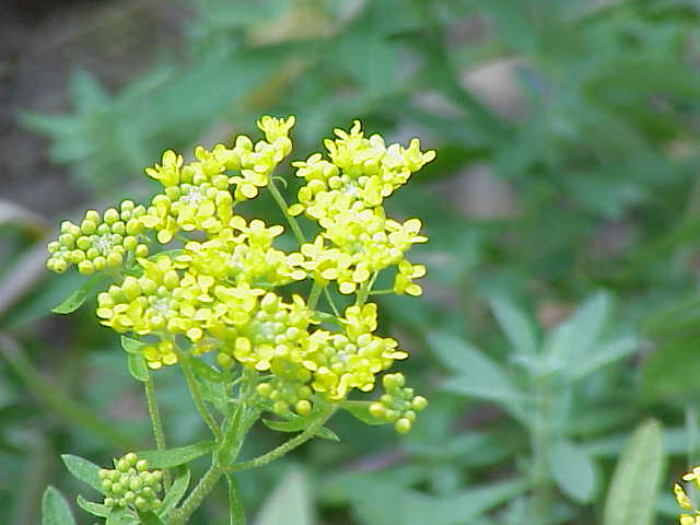 Alyssum murale
