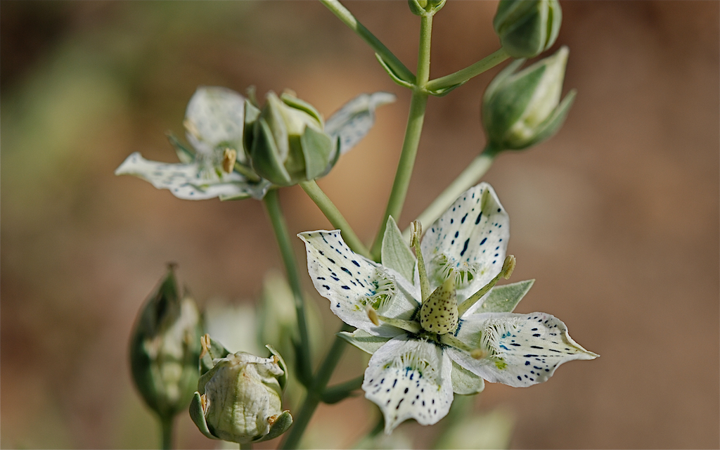 Frasera parryi