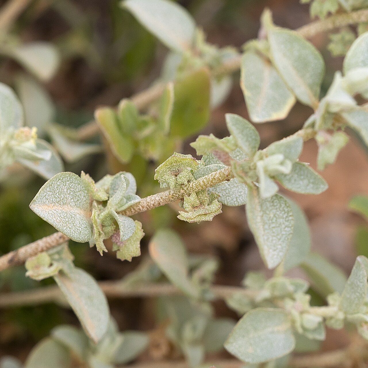 Atriplex eardleyae