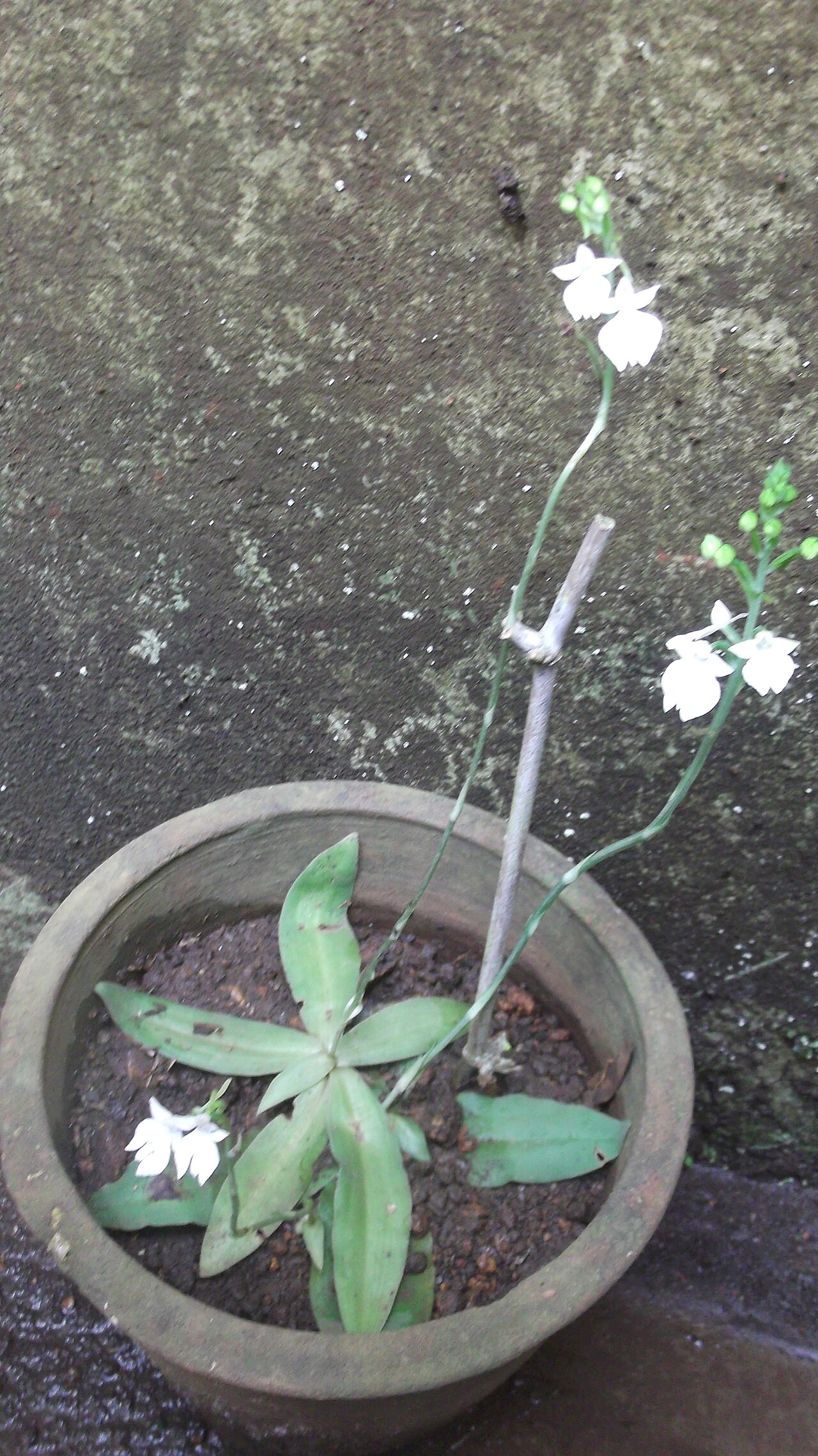 Habenaria plantaginea