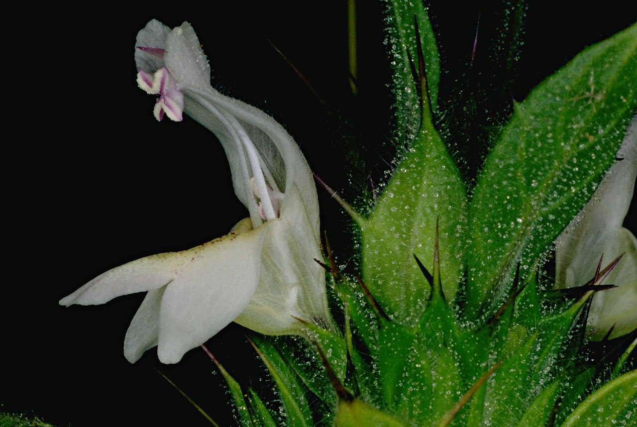 Acanthomintha lanceolata