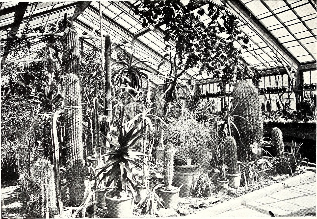 Aralia chabrieri