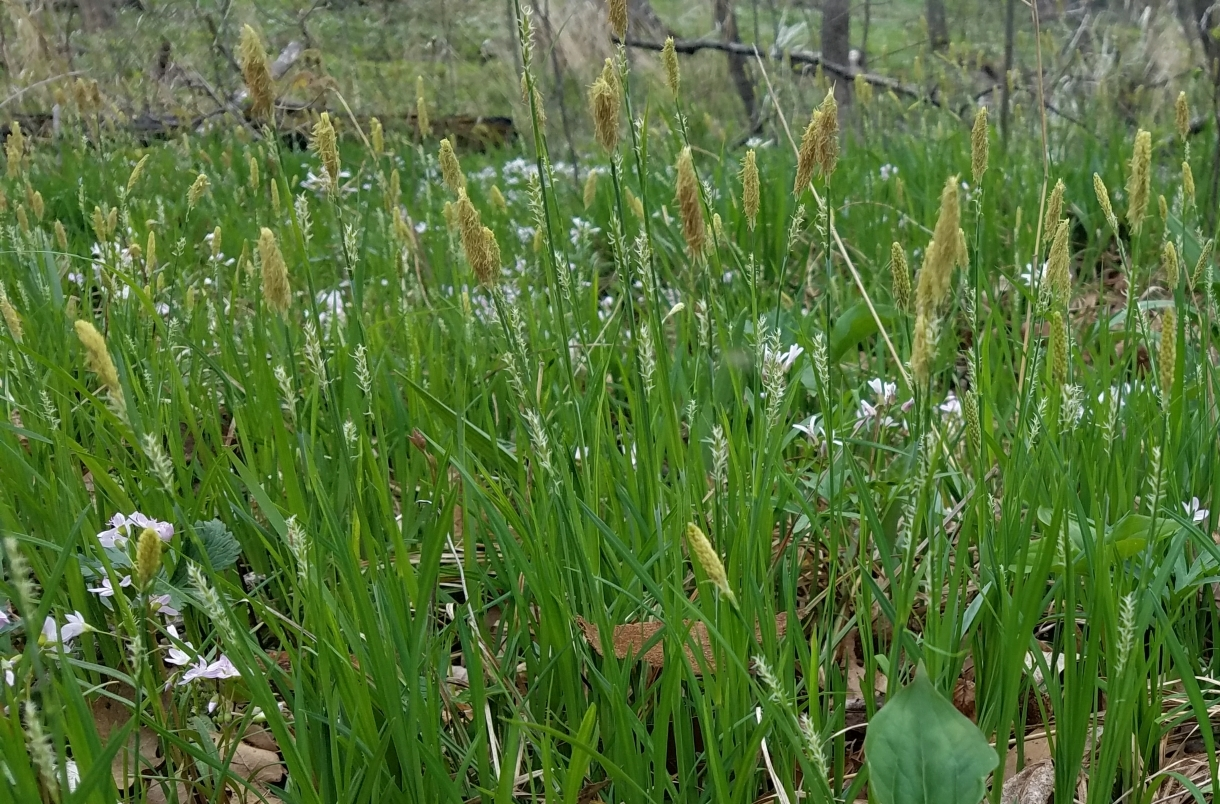 Pretty sedge