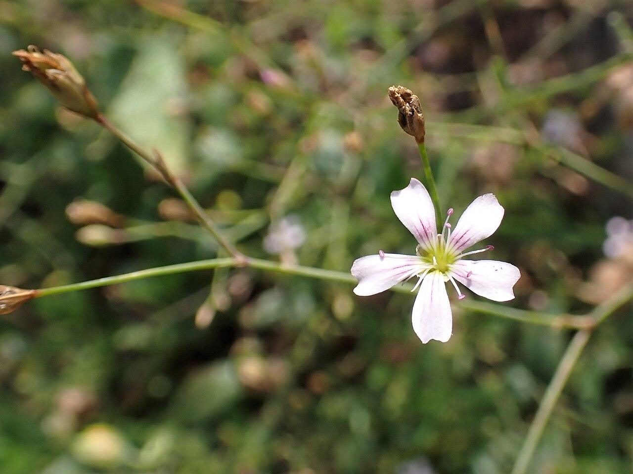 Gypsophila petraea