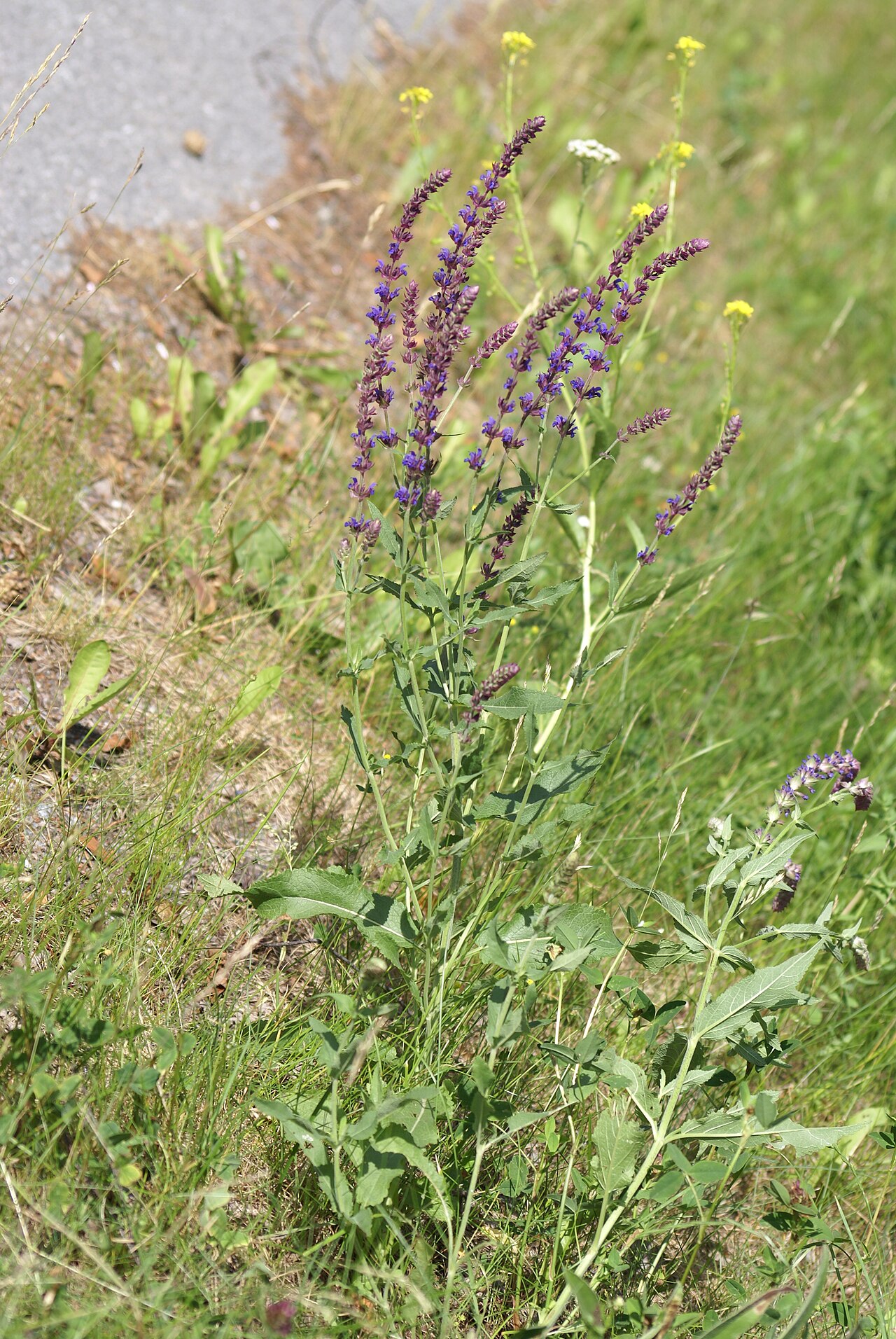 Galega orientalis