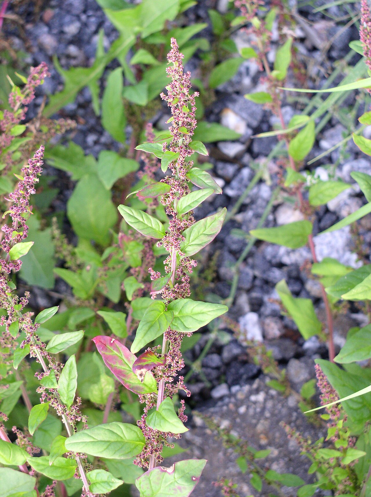 Chenopodium polyspermum