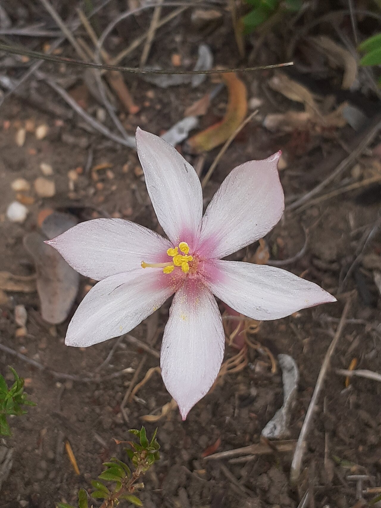 Gethyllis spiralis