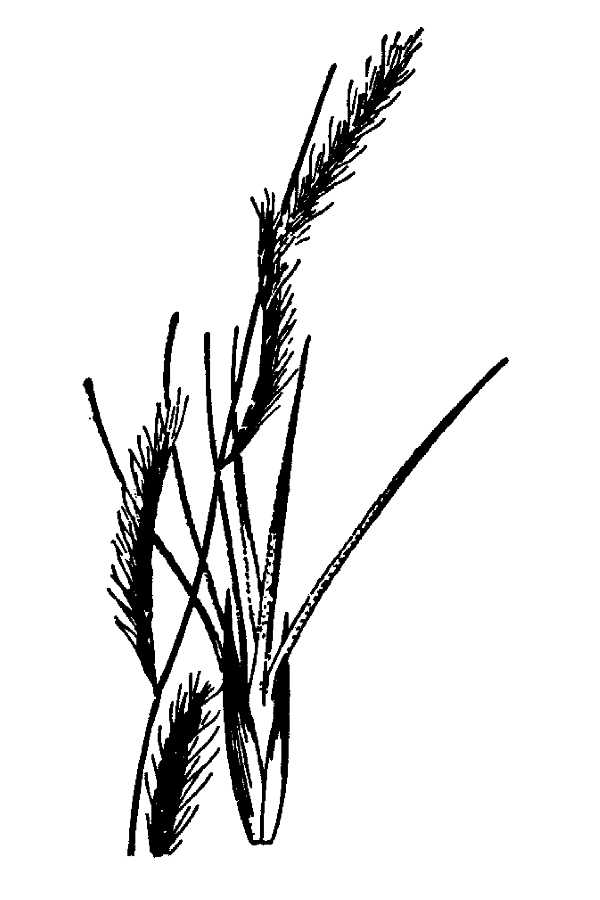 Bouteloua trifida