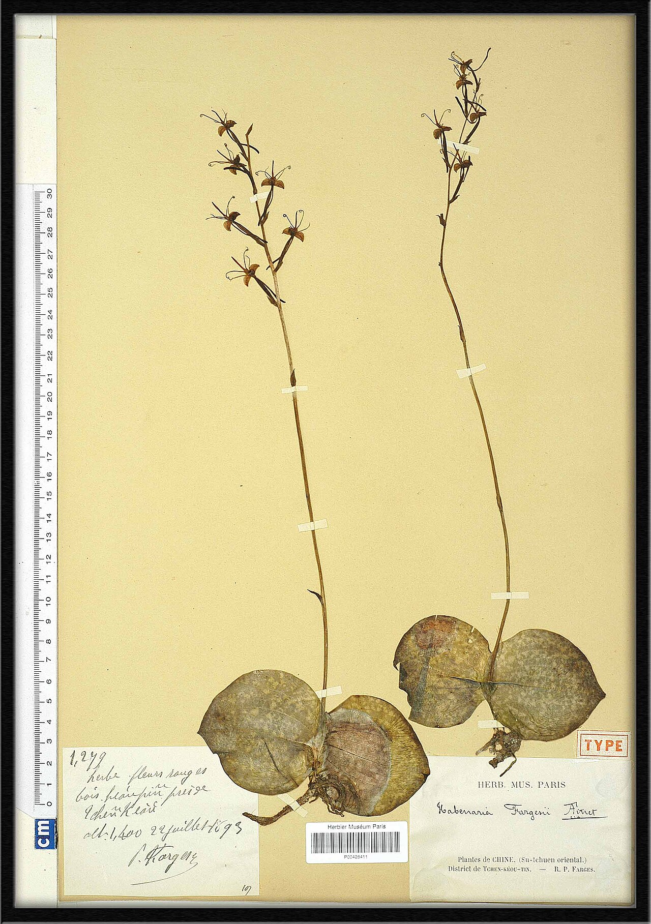 Habenaria fargesii